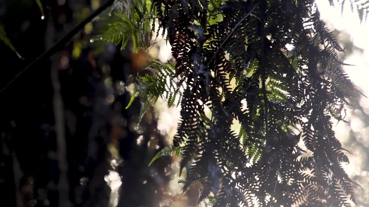 透过雨林树叶的阳光视频素材