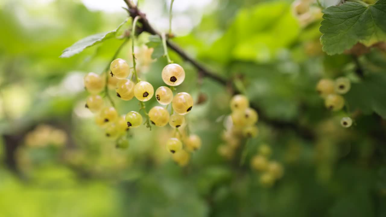 花园里长着白醋栗的浆果。视频素材