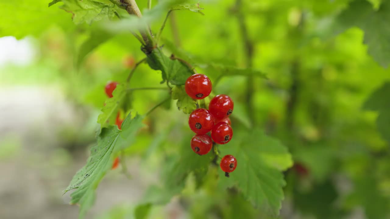 花园里成熟的红醋栗枝。视频素材