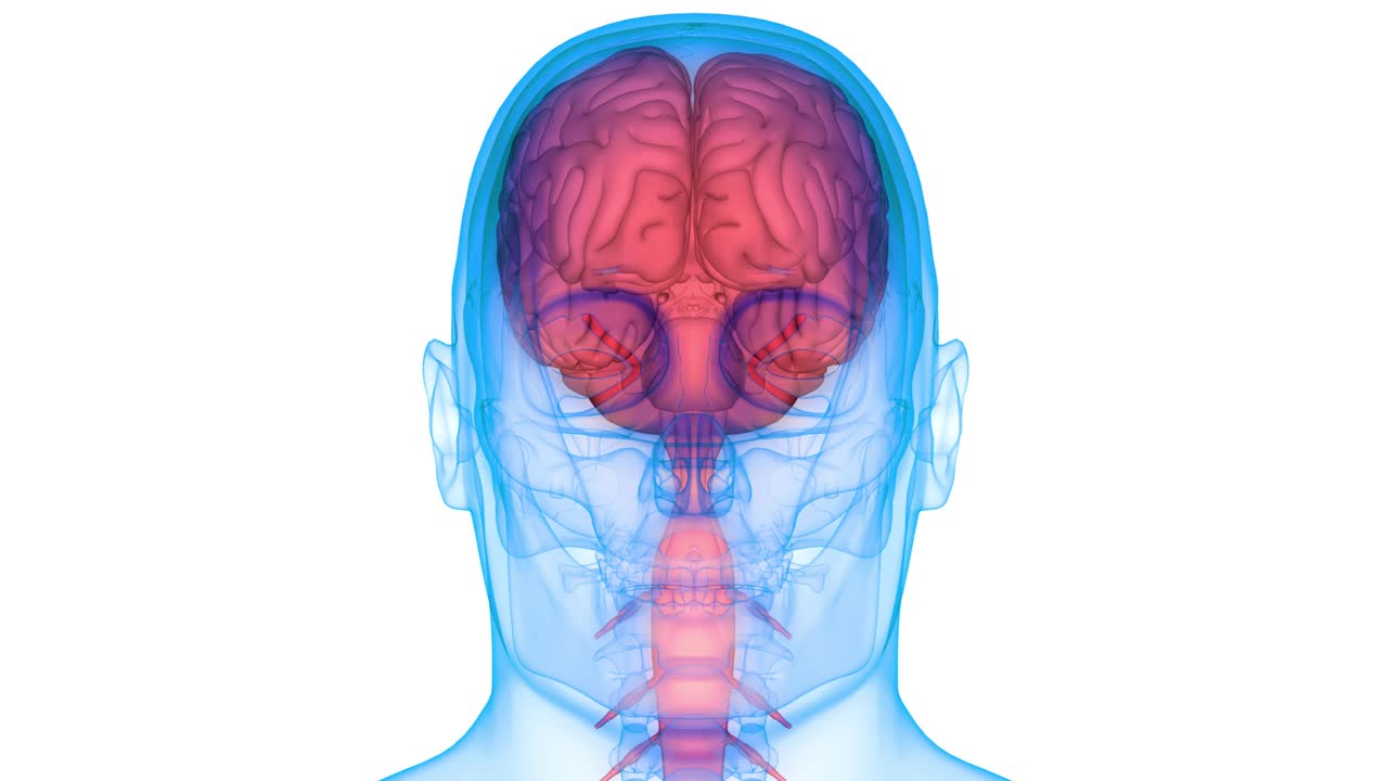 人体神经系统中枢器官脑解剖动画概念视频素材