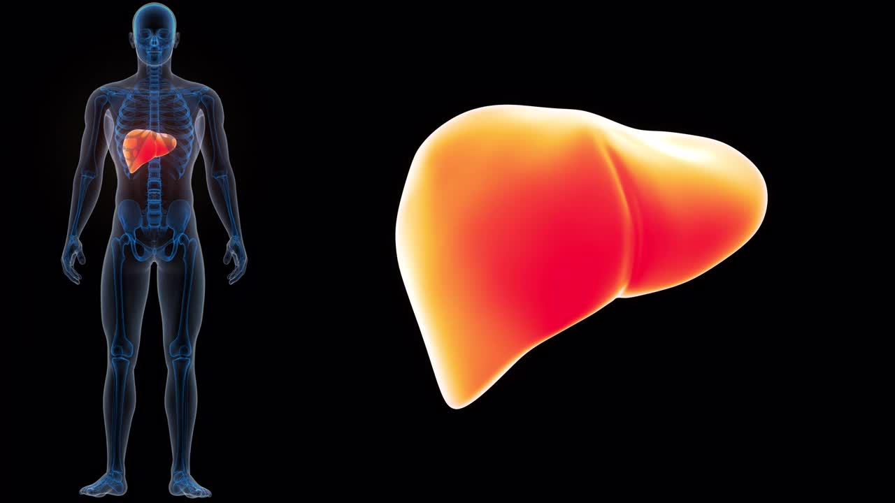 人体内部消化器官肝脏解剖动画概念视频素材