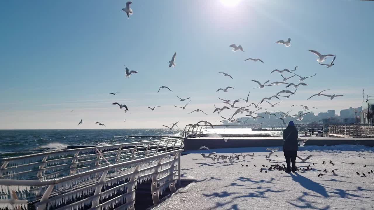 海鸥在雪堤镜头中进食视频下载