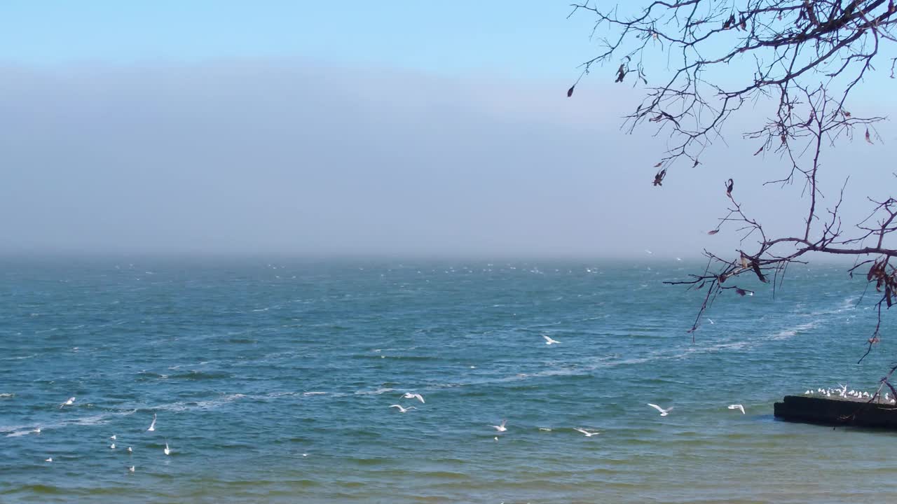 海鸥在雾蒙蒙的阳光明媚的海景中飞翔视频下载