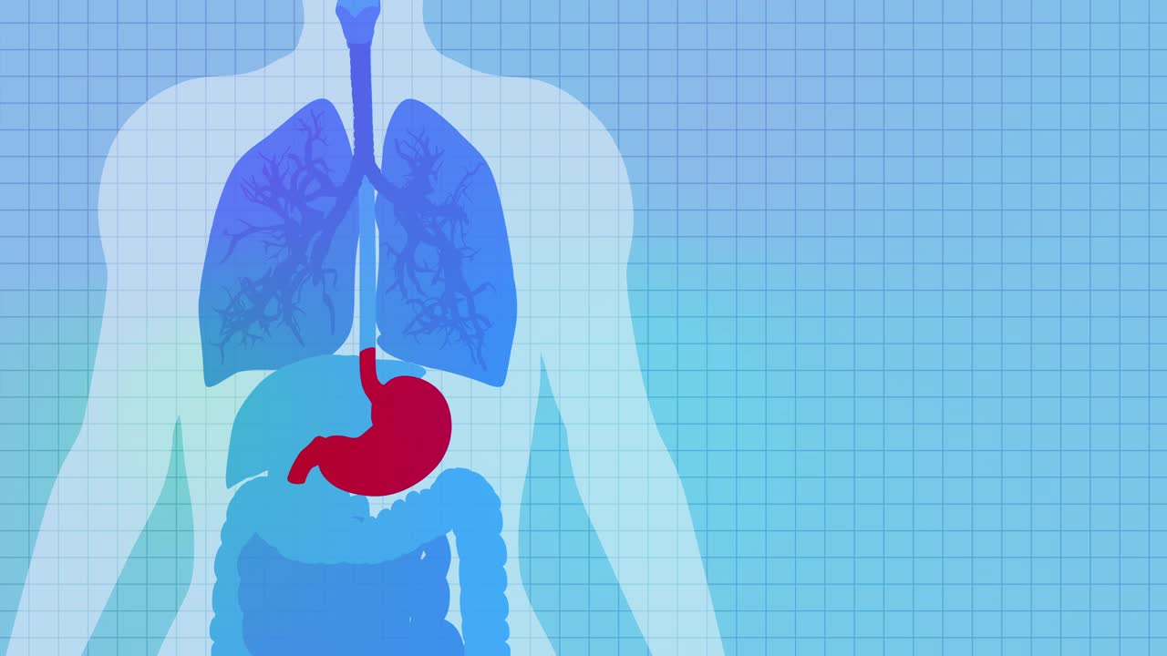 人体健康的胃与转动齿轮动画视频下载
