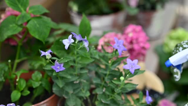 给花园里的花喷水。一只手拿着水枪。在温室里照料花朵。视频下载