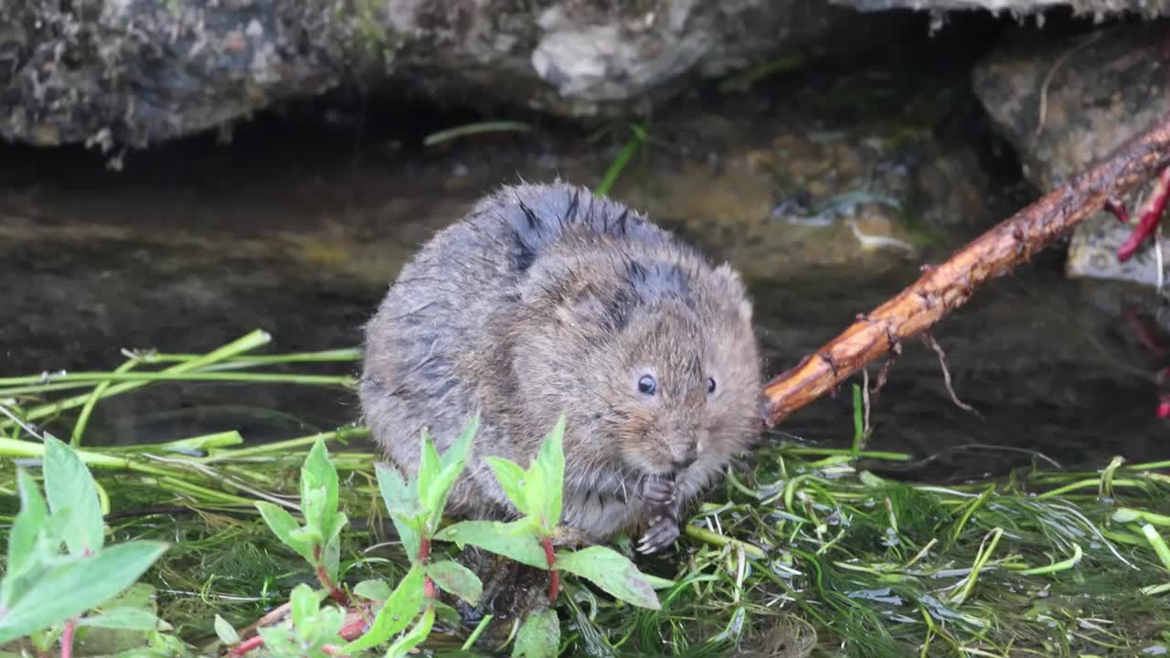 水田鼠视频下载