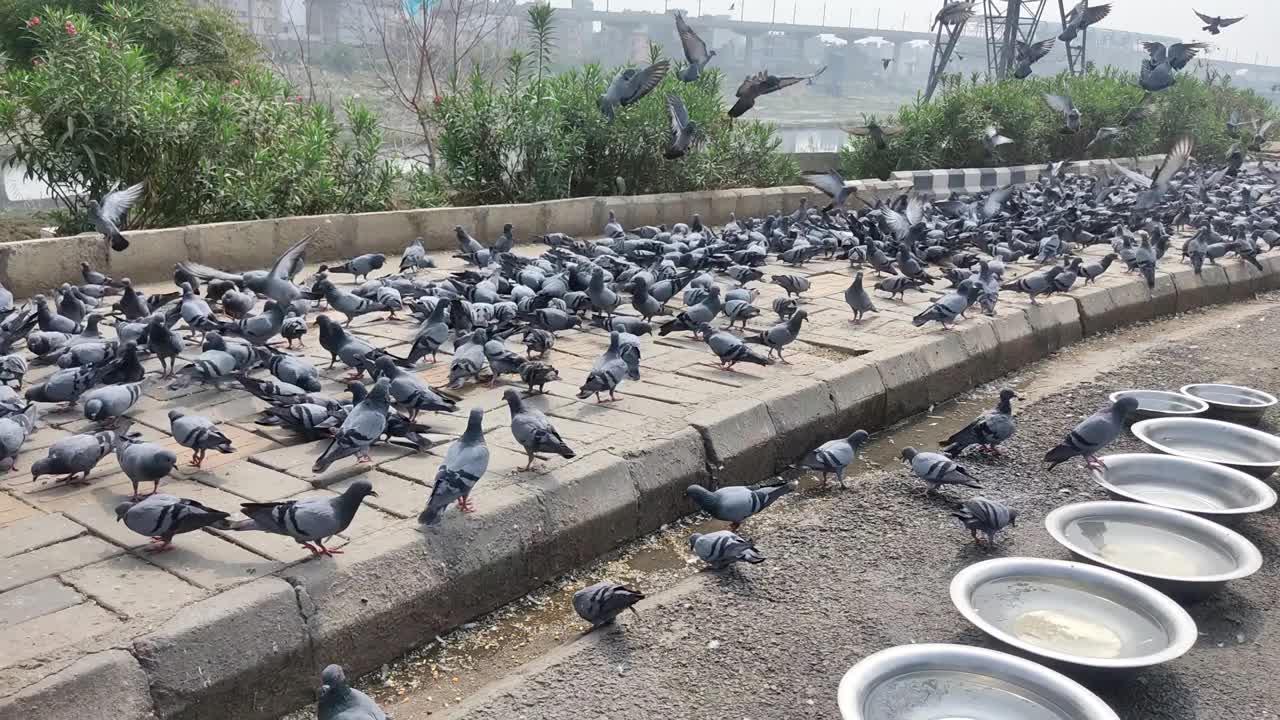 一大群鸽子在吃食物视频素材