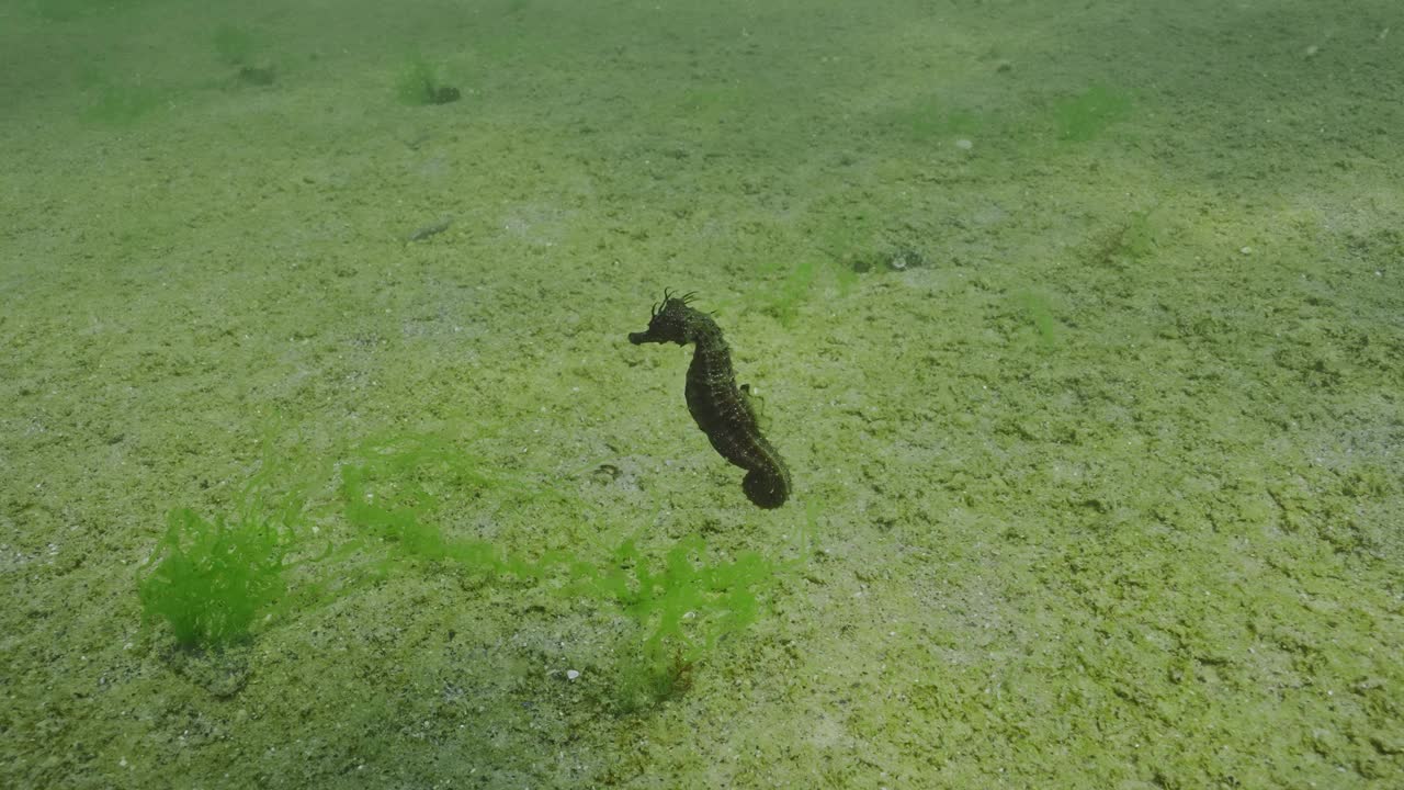 慢动作，海马漂浮在沙滩底部在阳光明媚的日子视频素材