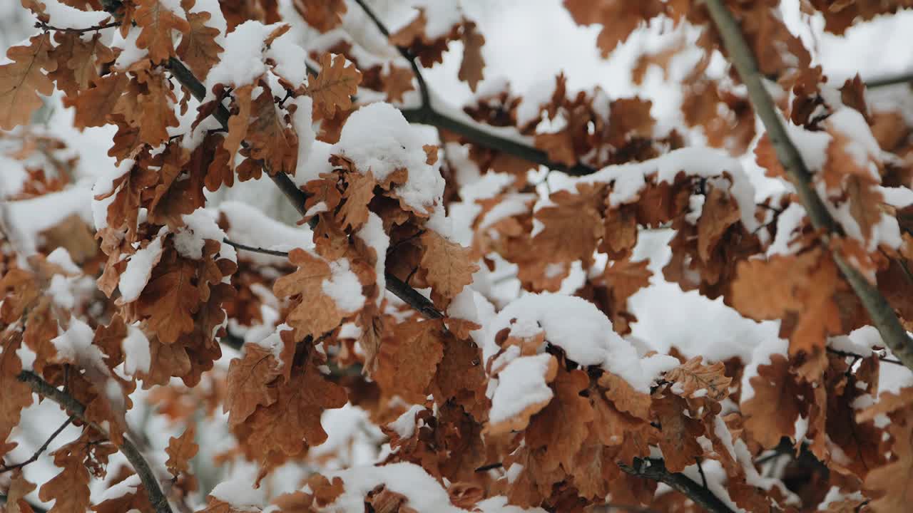 树的叶子。所有的树枝都被雪覆盖了。特写镜头视频下载