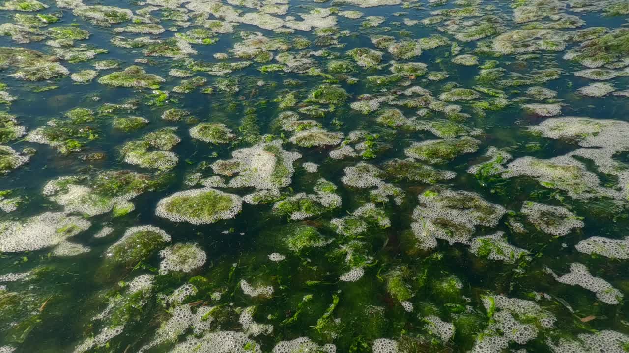 在风暴中采摘的绿藻从漂浮的岛屿上漂浮在水面上视频素材