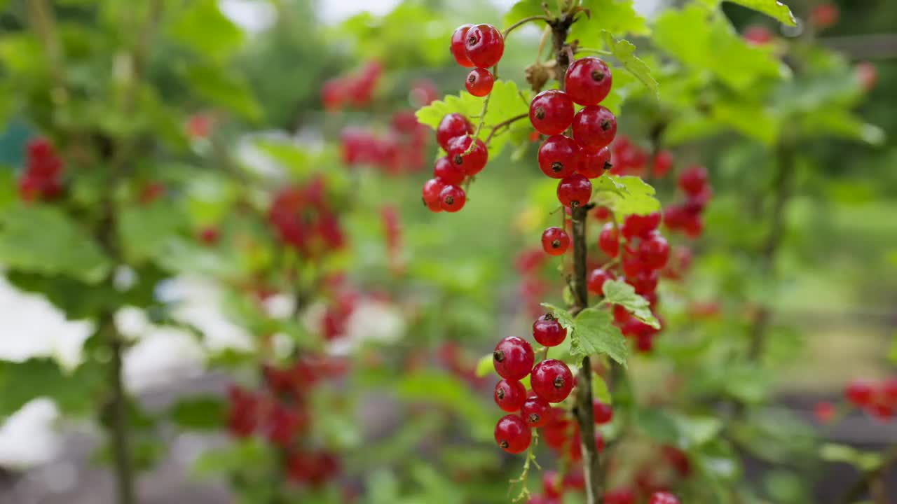 雨后绿色背景上花园里成熟的红醋栗枝。视频素材