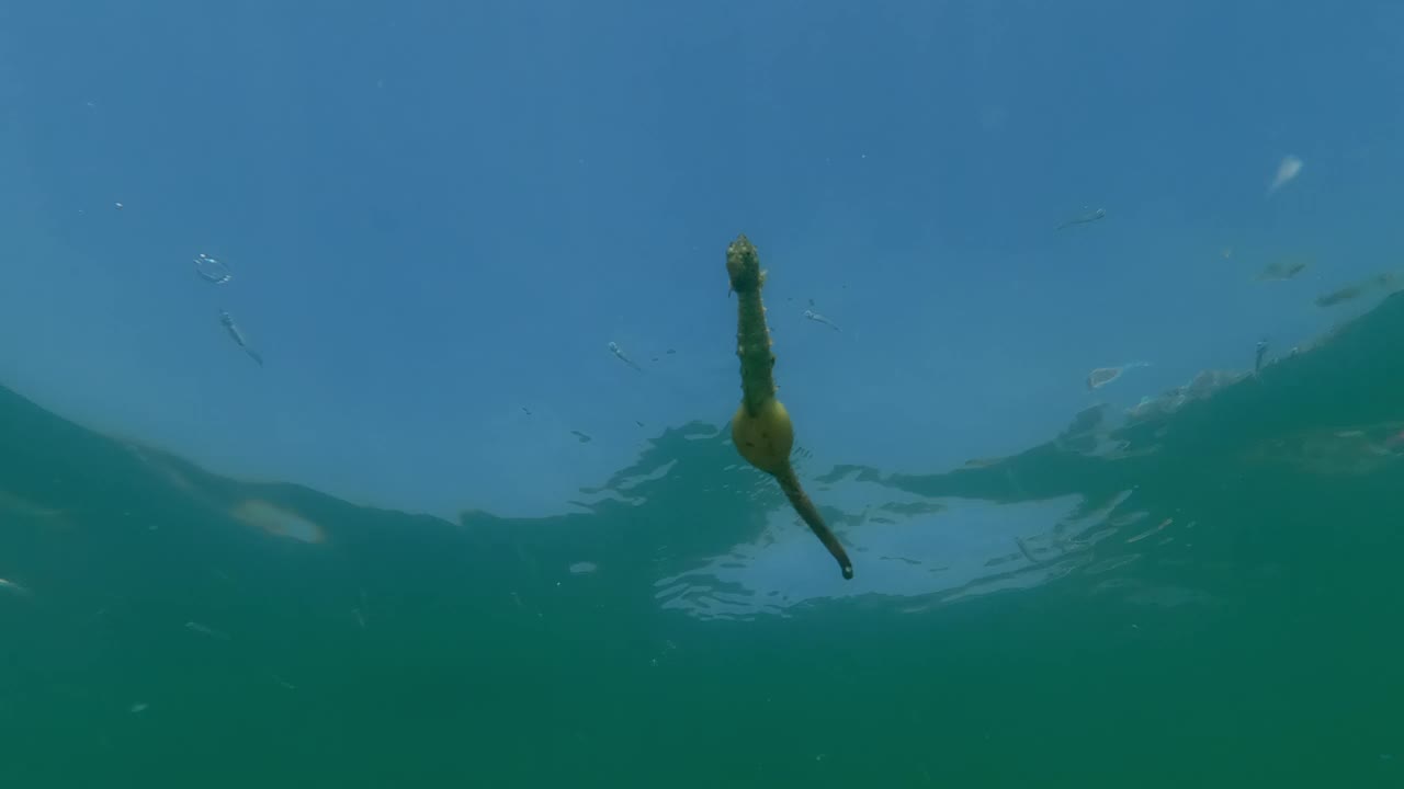 蓝色天空背景下，带卵的雄性海马在水面下游动视频素材