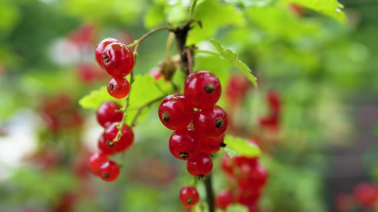 雨后绿色背景上花园里成熟的红醋栗枝。视频素材