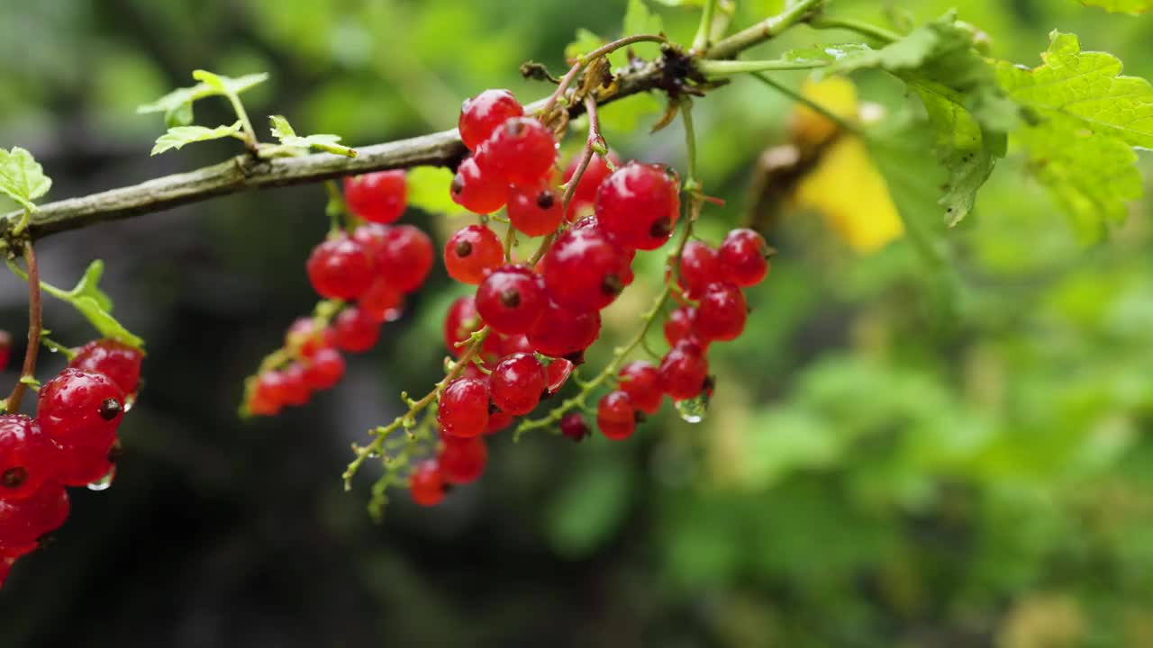 雨后绿色背景上花园里成熟的红醋栗枝。视频素材