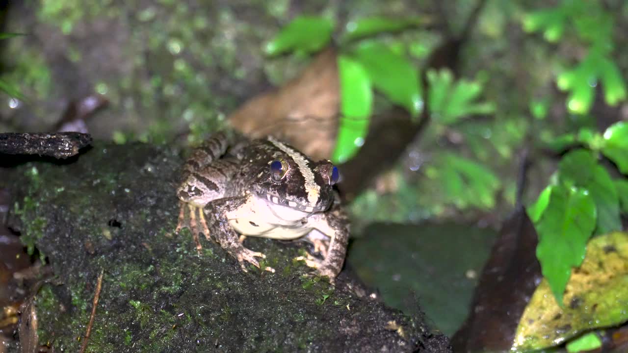 亚洲草蛙(Fejervarya limnocharis)晚上坐在长满苔藓的岩石上。马来西亚热带雨林中的亚洲稻蛙、水田蛙、布莱斯河蛙、巨型河蛙特写视频素材