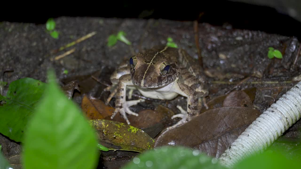 亚洲草蛙(Fejervarya limnocharis)，栖息在长满青苔的岩石上。马来西亚热带雨林中的亚洲稻蛙、水田蛙、布莱斯河蛙、巨型河蛙特写视频素材