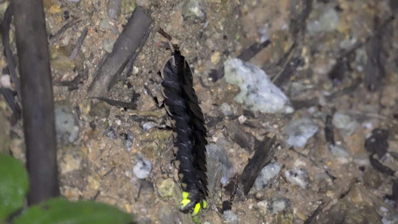 萤火虫(蛱蝶科)或闪电虫发出光，爬在森林地面上的岩石和枯叶。三叶虫(Platerodrilus sp.)视频素材