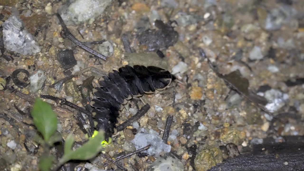 萤火虫(蛱蝶科)或闪电虫发出光，爬在森林地面上的岩石和枯叶。三叶虫(Platerodrilus sp.)视频素材