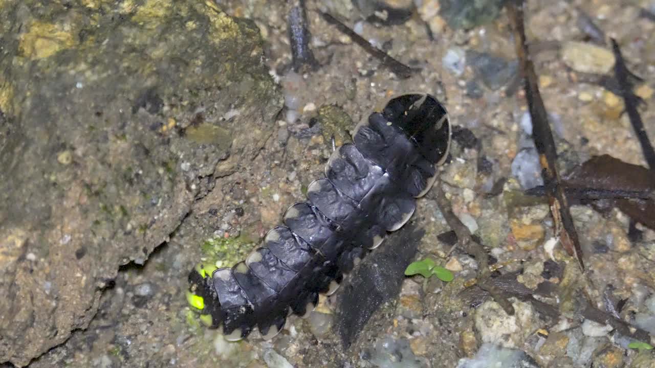 萤火虫(蛱蝶科)或闪电虫发出光，爬在森林地面上的岩石和枯叶。三叶虫(Platerodrilus sp.)视频素材