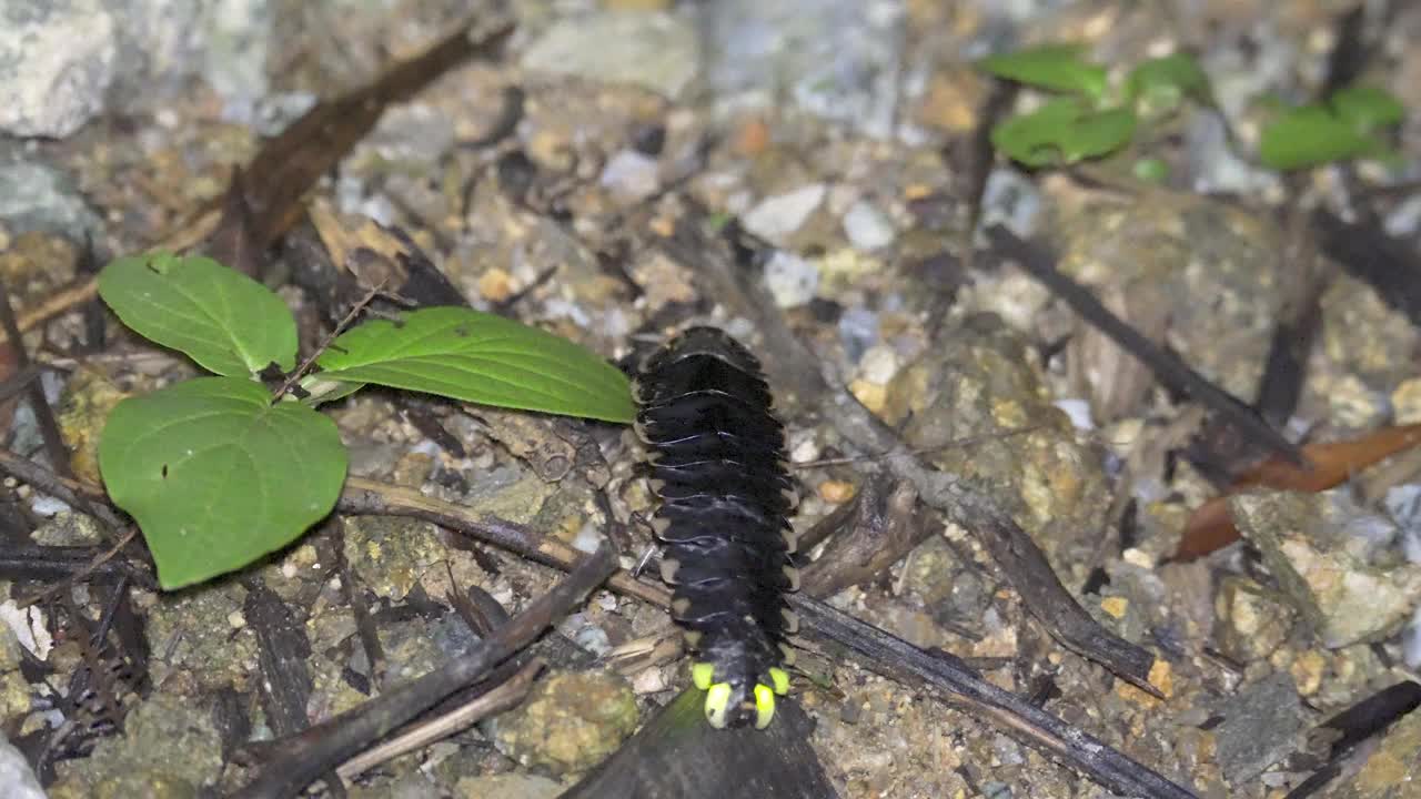 萤火虫，若虫(Lampyridae)或闪电虫发光，爬在森林地面上，然后用手捡起。三叶虫(Platerodrilus sp.)视频素材