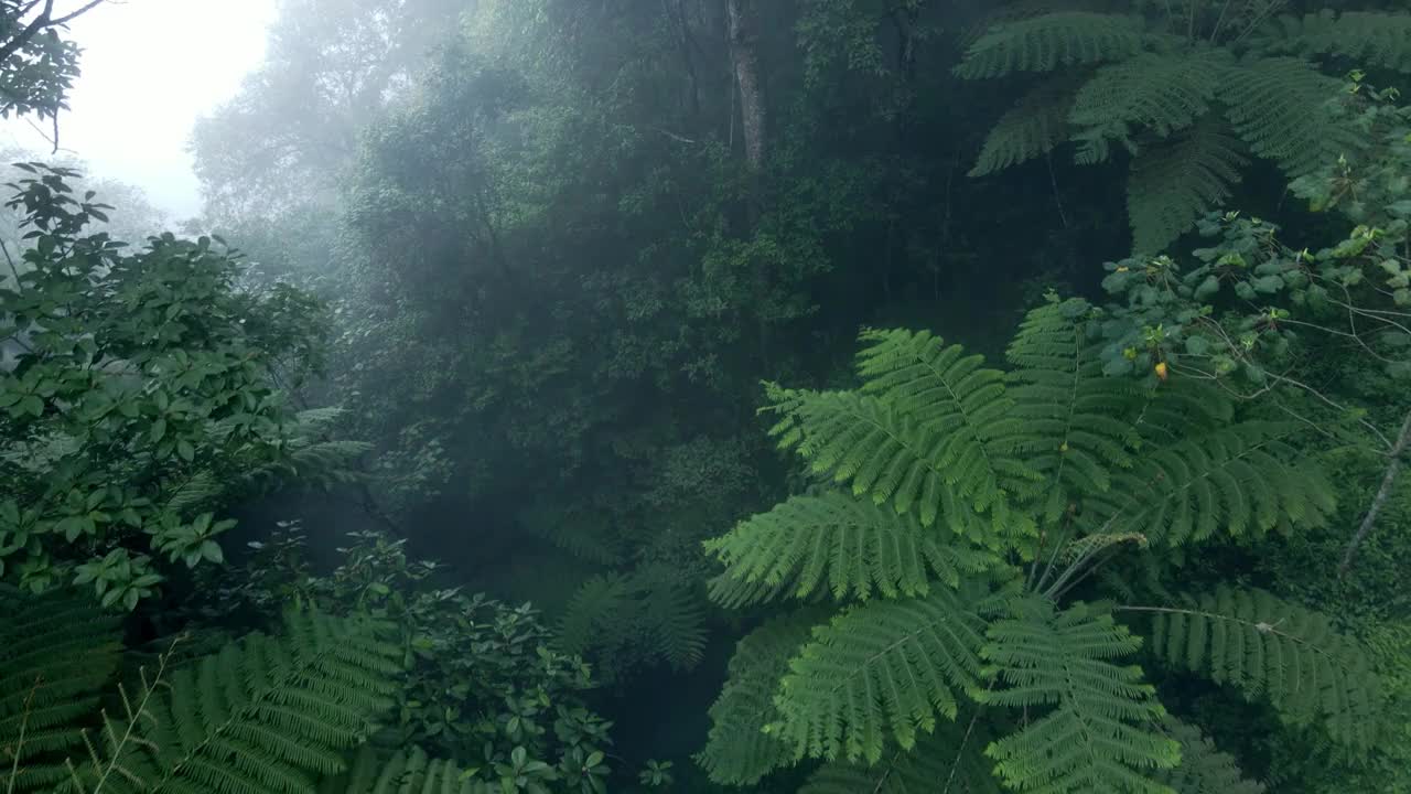 无人机拍摄森林中的雾云蕨类植物视频素材