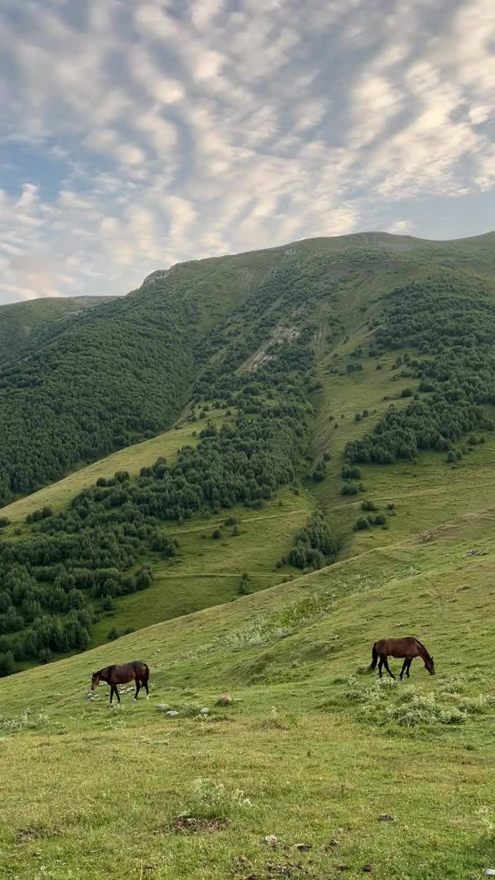 两匹棕色的马在哈萨克斯坦山附近的绿色山丘上吃草视频下载