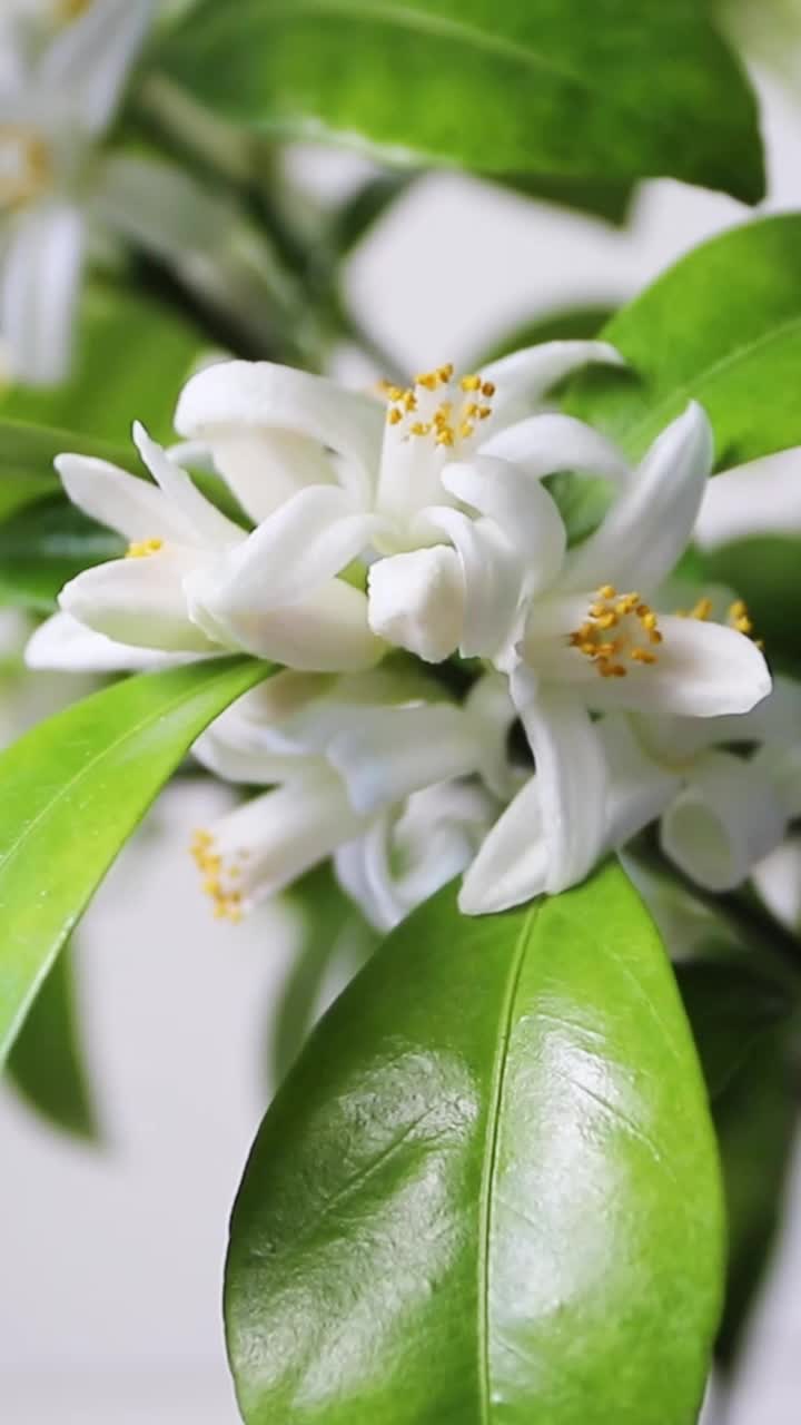 菖蒲橙树开花近距离变焦垂直视频。白色芬芳的花朵。视频素材