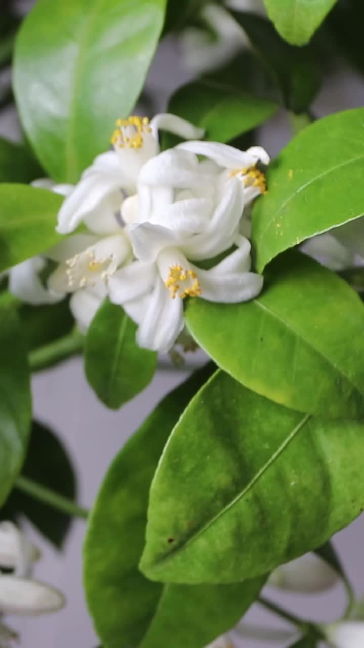 室内菖蒲柑橘植物垂直视频授粉视频下载