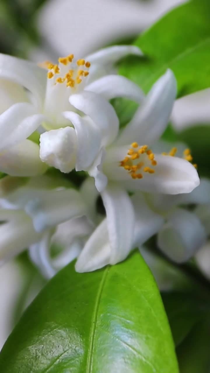 橙树的花在风中摇曳垂直视频视频素材