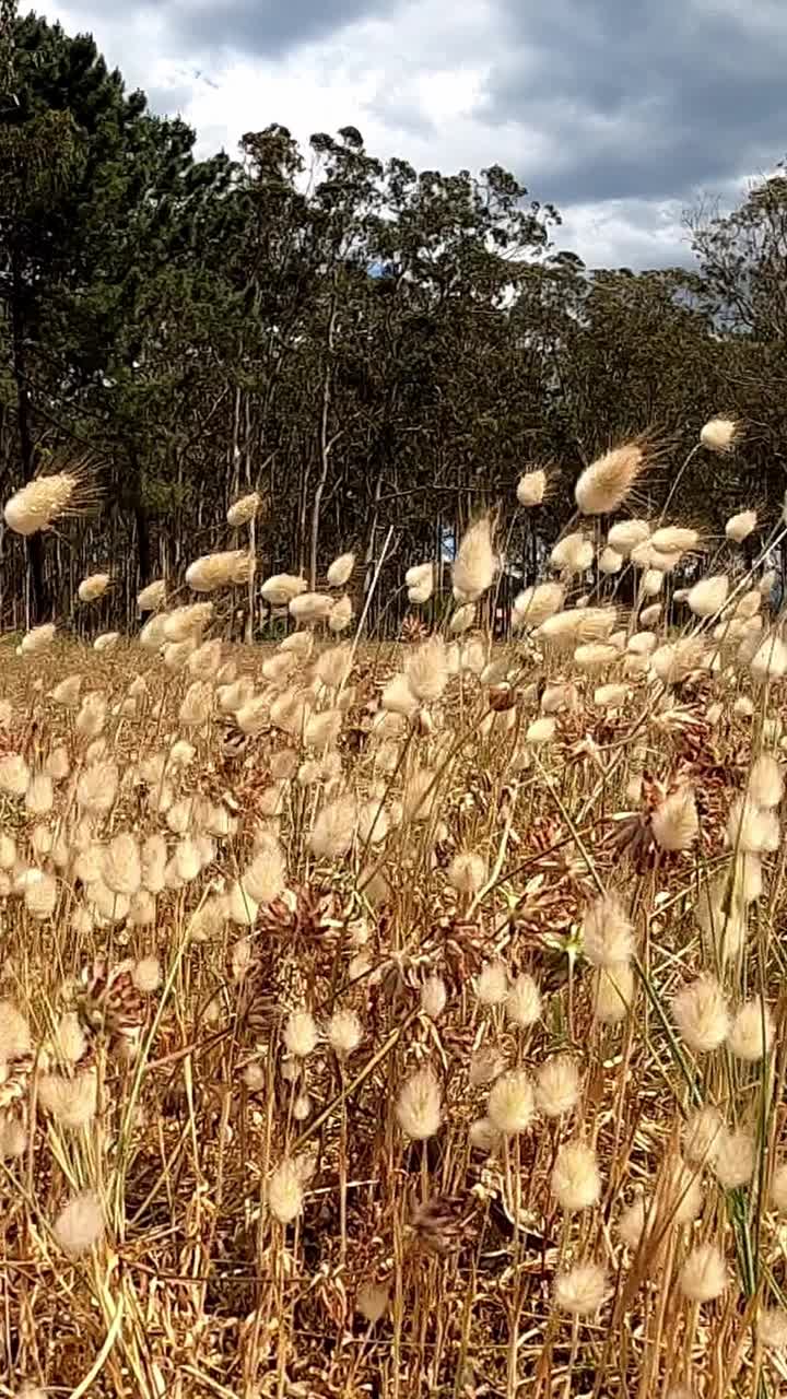 雁尾草或兔尾草随风摇曳在沙丘上的垂直视频视频下载