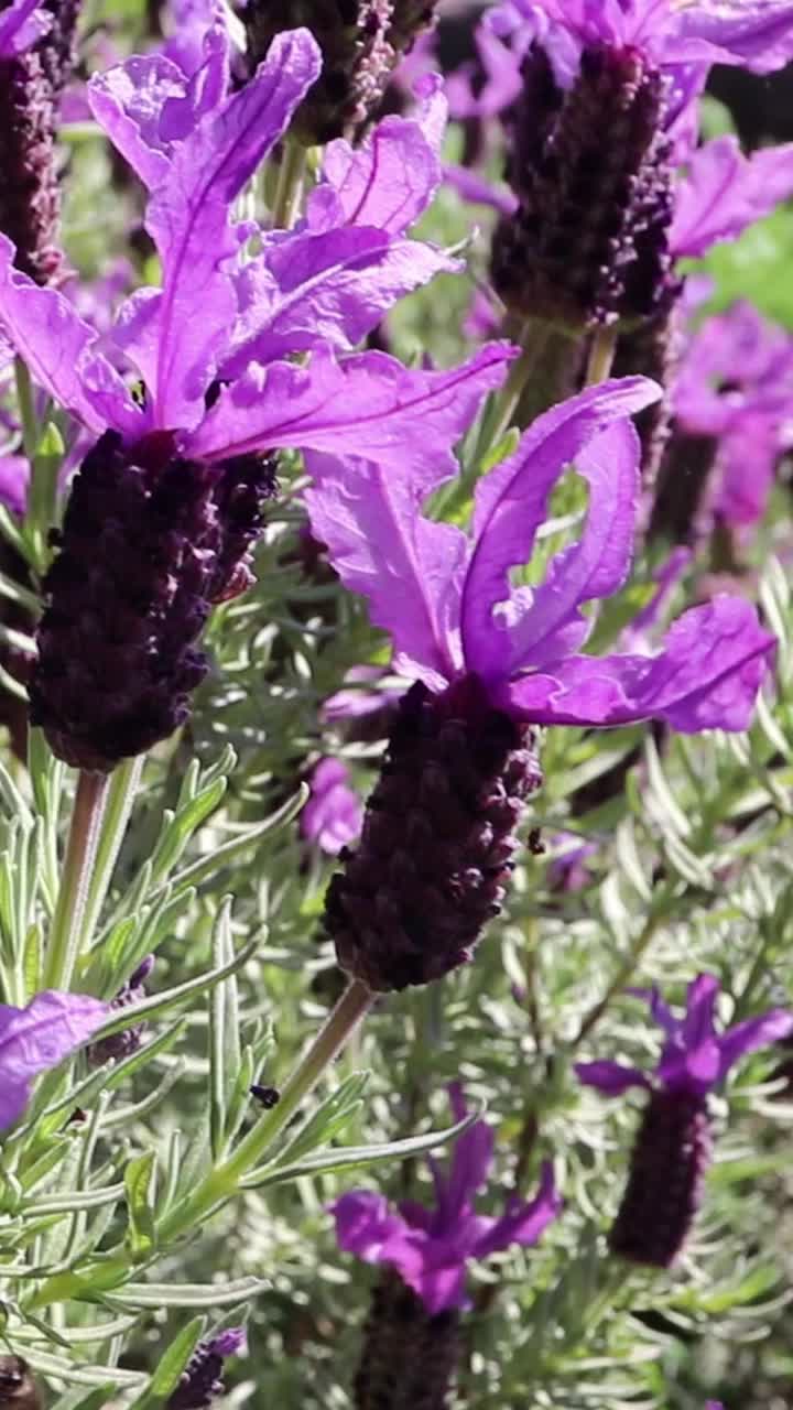 西班牙或顶部或法国薰衣草或lavandula stoechas在风中摇摆垂直视频视频素材