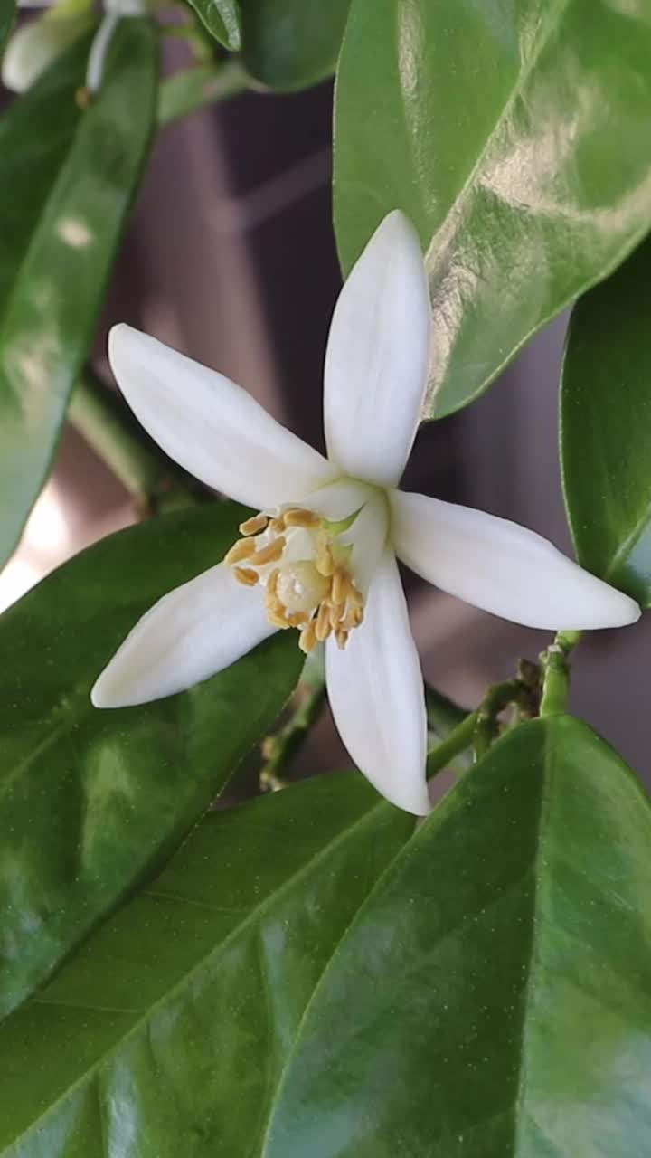 橙树花缩放垂直视频。橙花的特写。视频素材