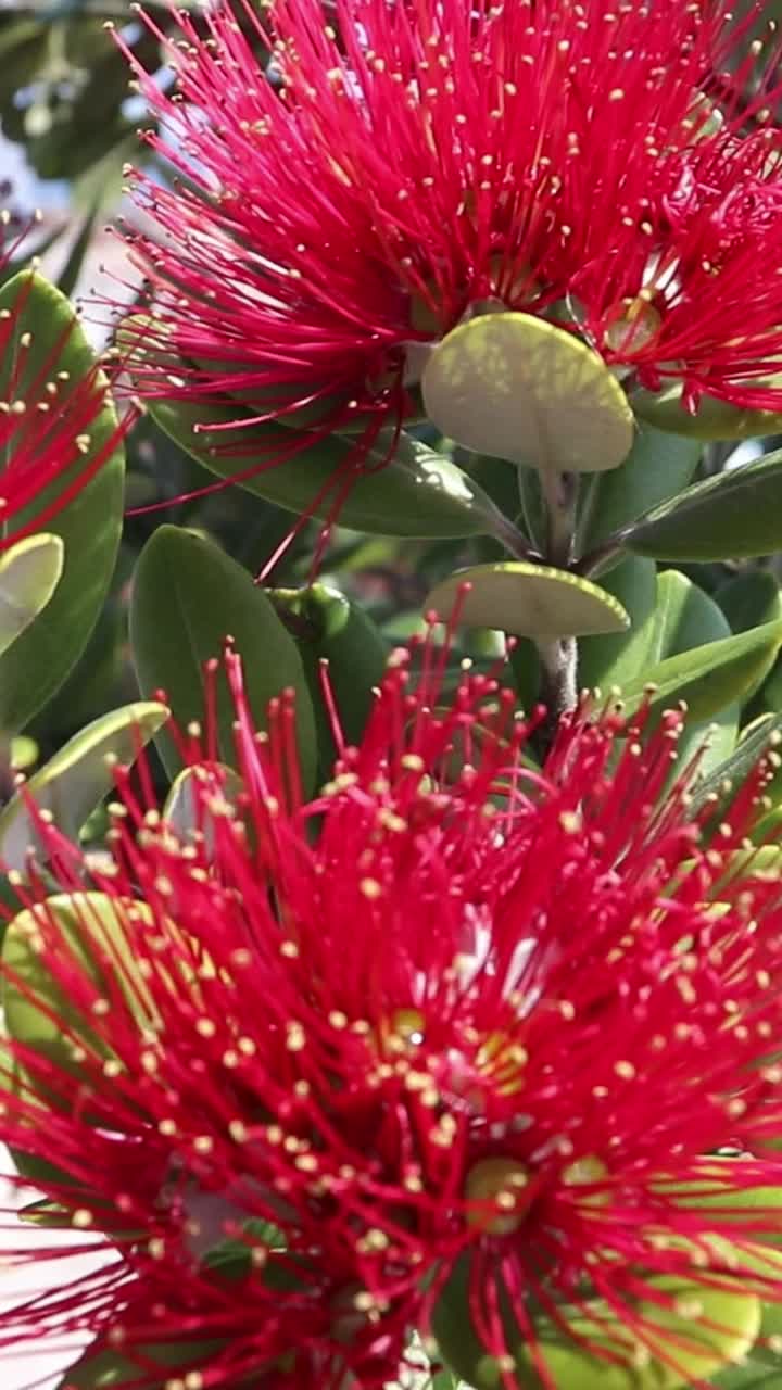 Metrosideros excelsa, pohutukawa或新西兰圣诞树或铁树植物与红色的花朵在风中摇曳垂直视频。视频下载