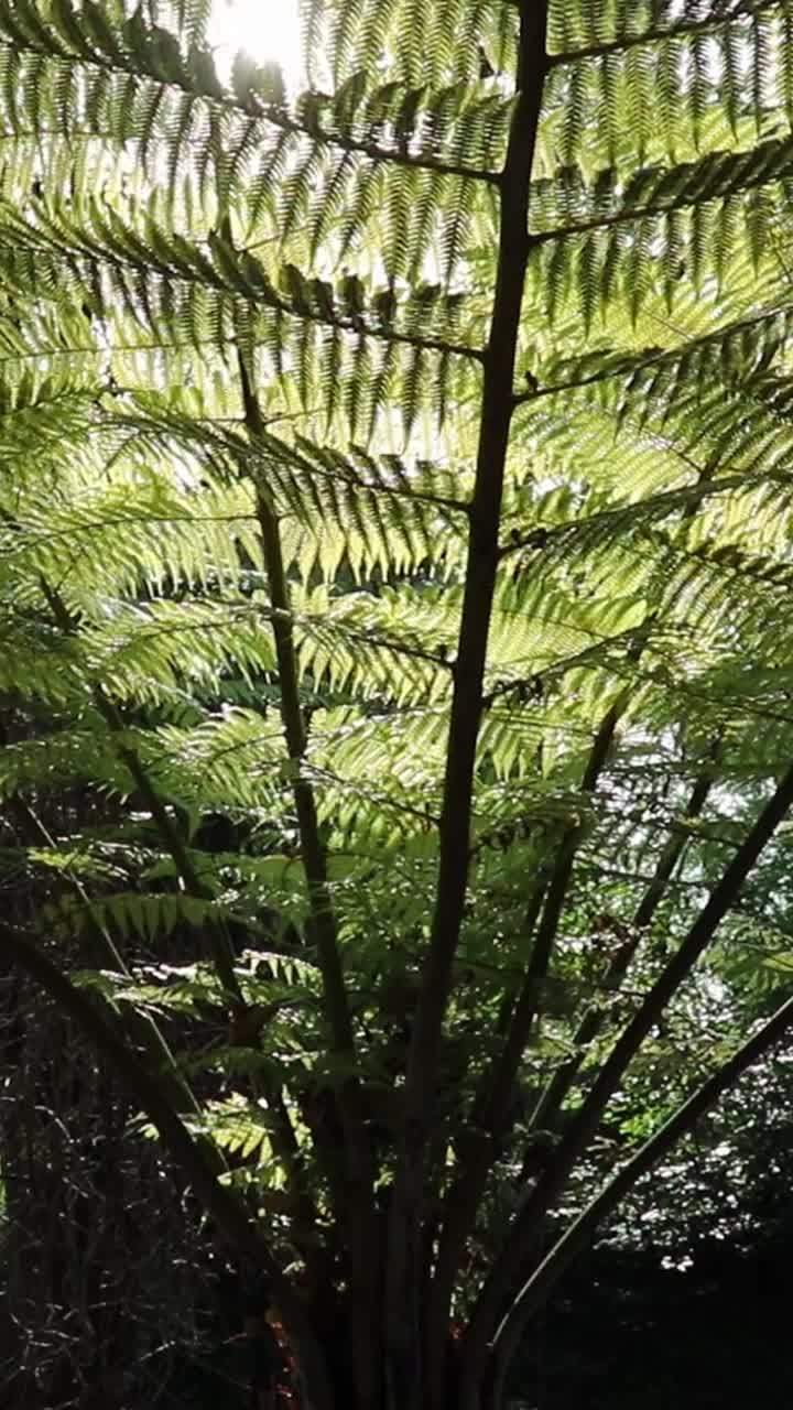 树蕨在迷人的原始森林垂直视频视频下载