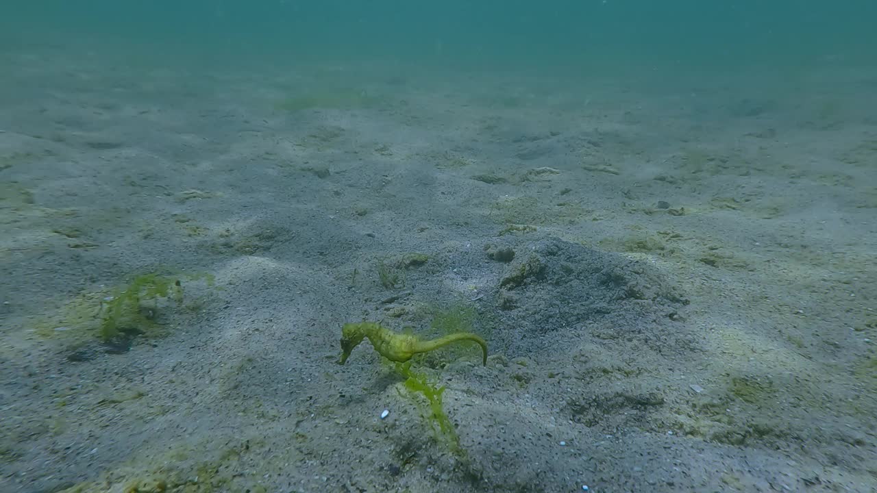 绿色的海马在沙质海底上方的水柱中游泳，慢动作视频素材