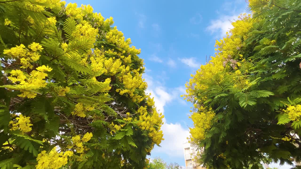 开花的美丽的石竹树与一个黄色的皇冠视频素材