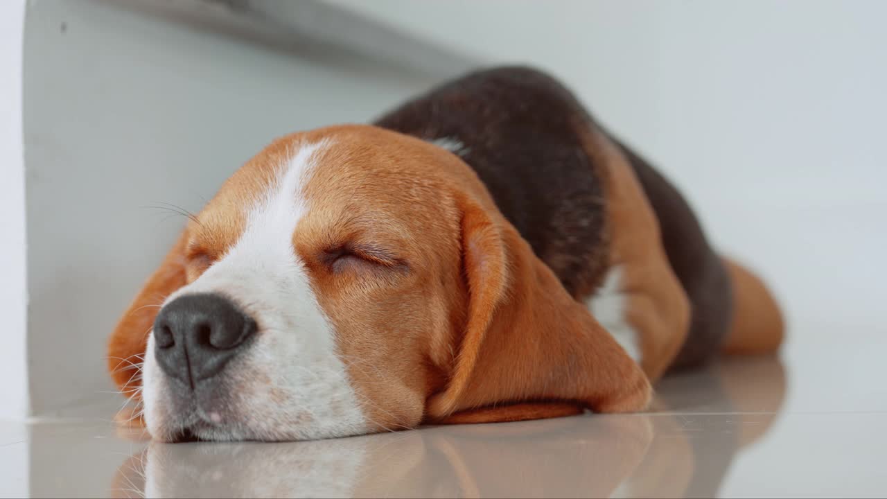 一只可爱的小猎犬小狗睡在房子的地板上。爱狗人士概念视频素材