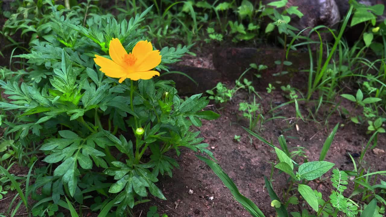 花园里的树上开了一朵黄花视频素材