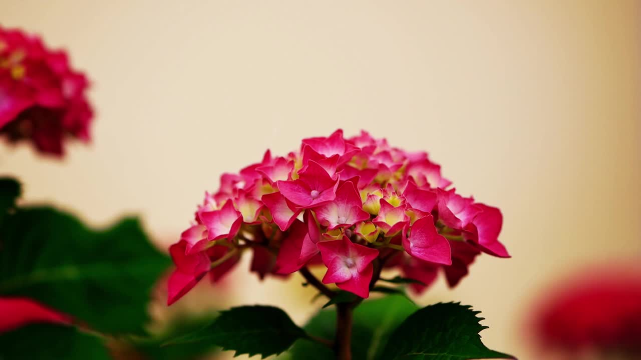 美丽的粉红色花朵在阵阵微风中摇曳。绣球花，马兰花，普通绣球花，花园绣球花。让我们跳舞大乐队大叶绣球。克罗地亚罗维尼——2024年5月31日视频下载