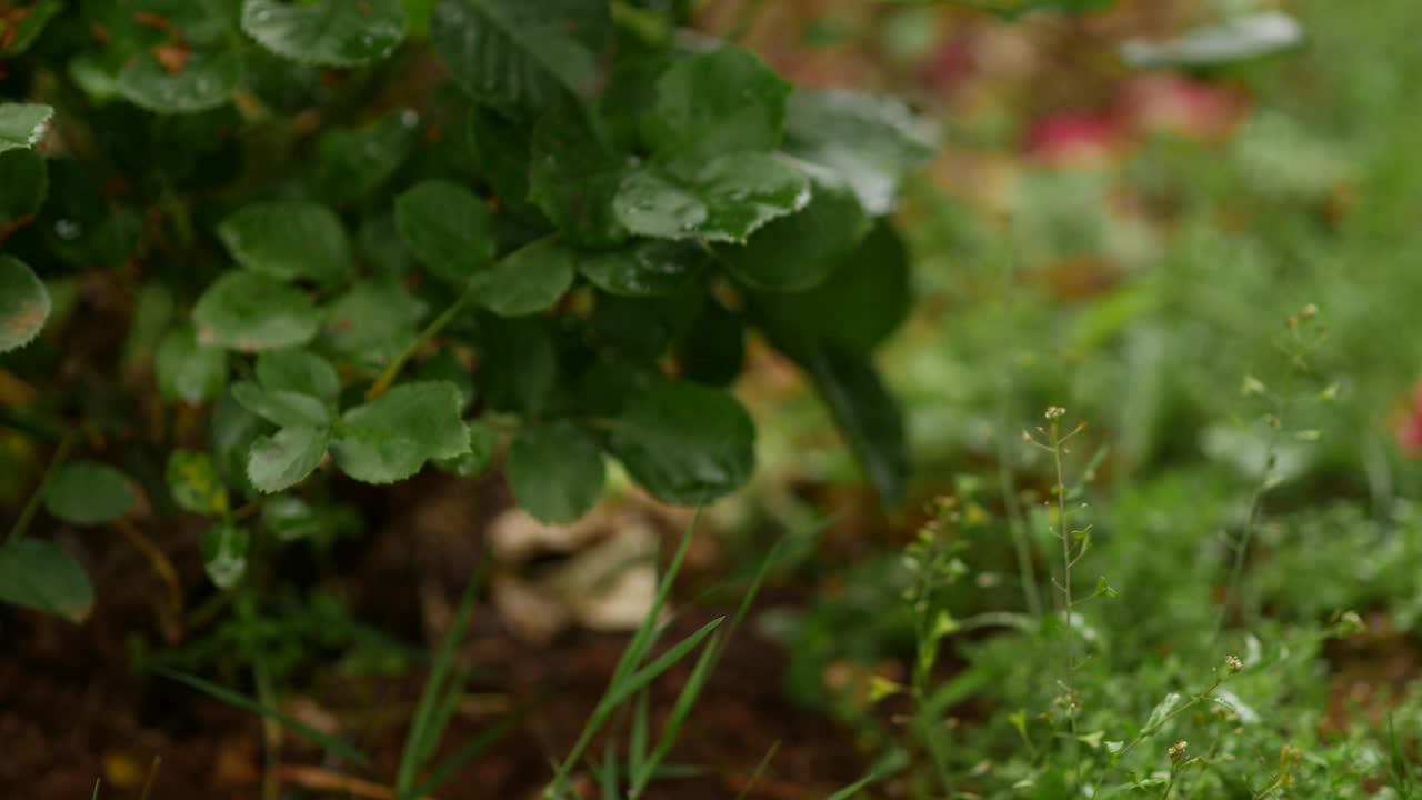 暴雨后的花朵。雨中的红玫瑰丛。水滴落在绿叶上视频下载