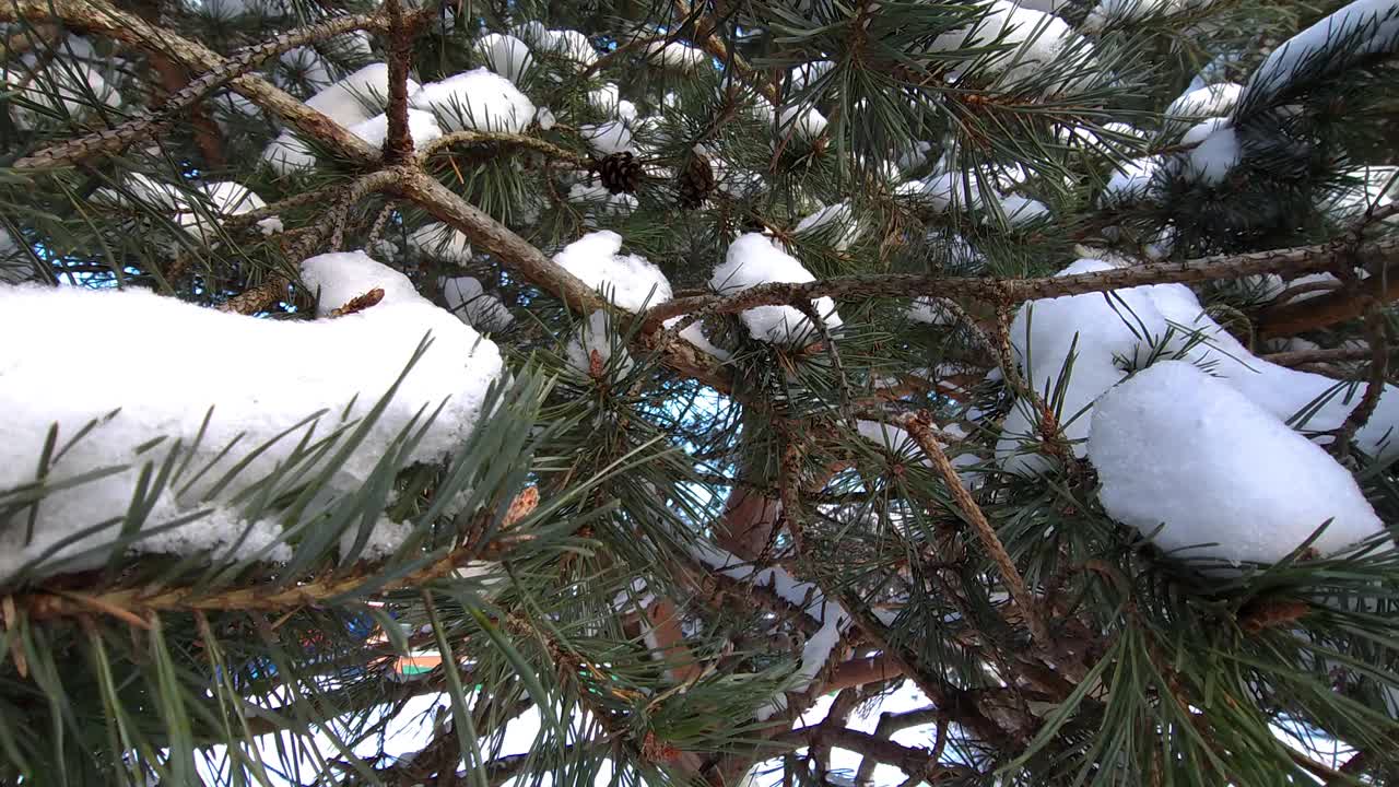 冬天的松枝上覆盖着白雪视频下载