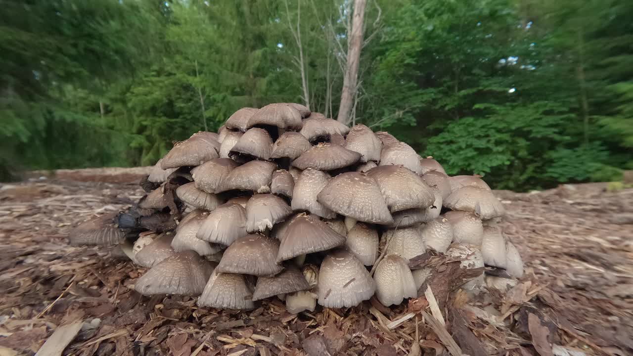 爱沙尼亚天然森林中的野生蘑菇群视频素材