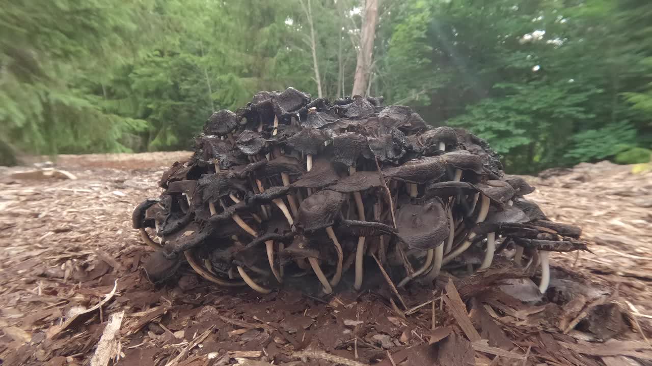 爱沙尼亚森林地面上的一群野生蘑菇视频下载