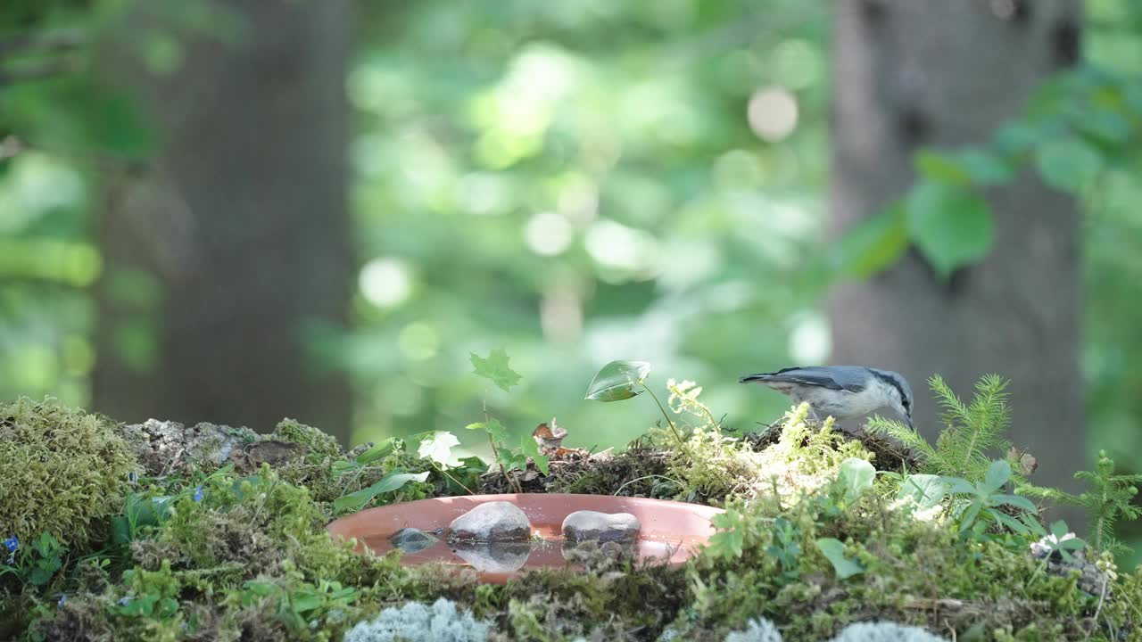 鸟儿在爱沙尼亚的林间空地上喝水视频素材