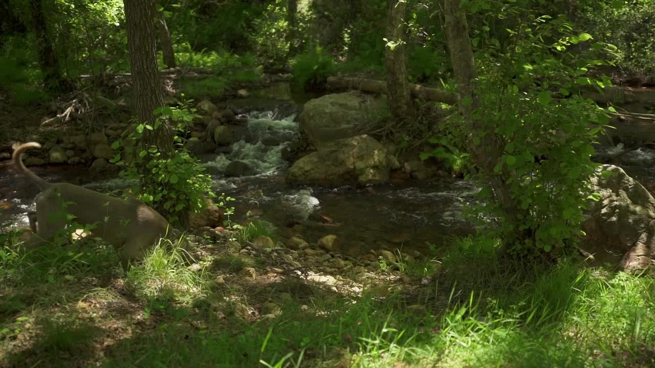 一只狗正沿着河岸散步。那只狗是棕色的，正在嗅着地面。这个场景是和平和宁静的，背景是水声和树叶的沙沙声视频下载