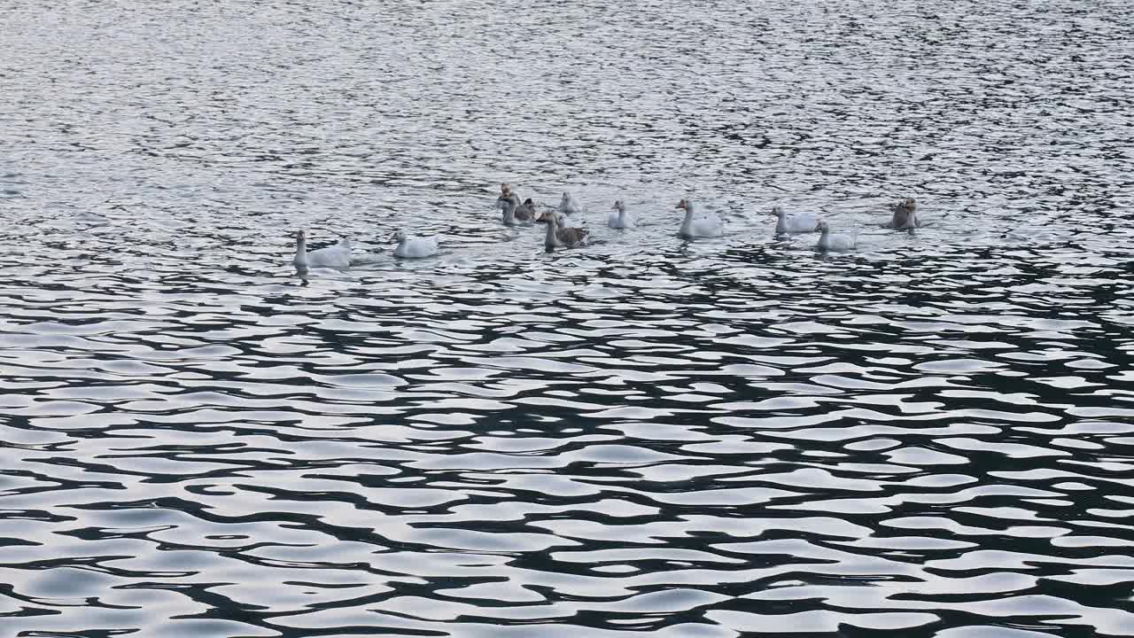 大雁在阳光明媚的日子里在湖中游泳视频素材