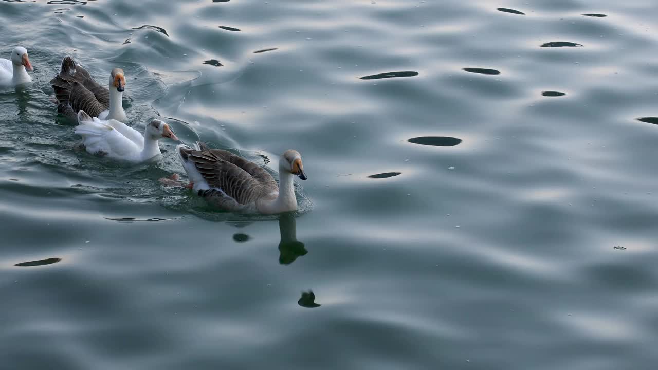 大雁在阳光明媚的日子里在湖中游泳视频素材