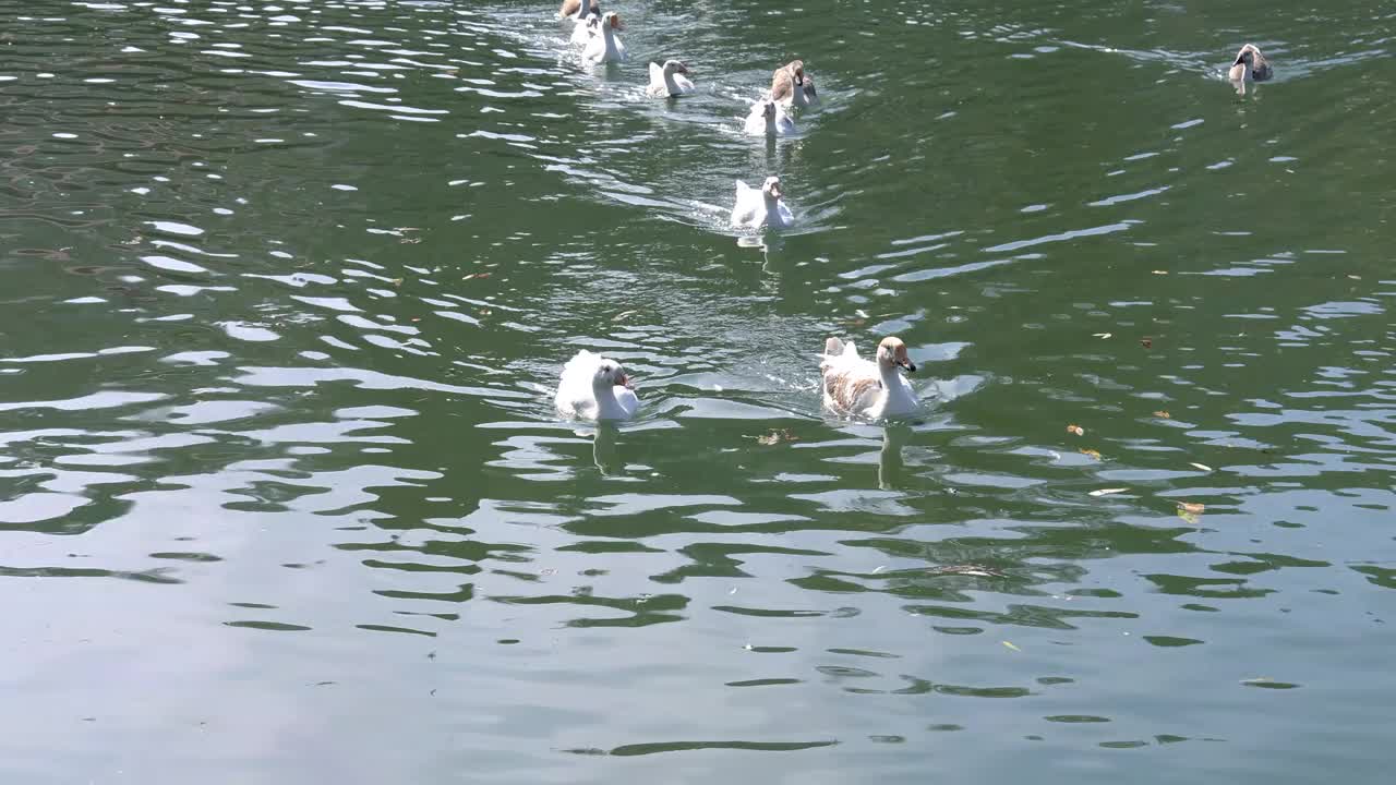 大雁在阳光明媚的日子里在湖中游泳视频素材