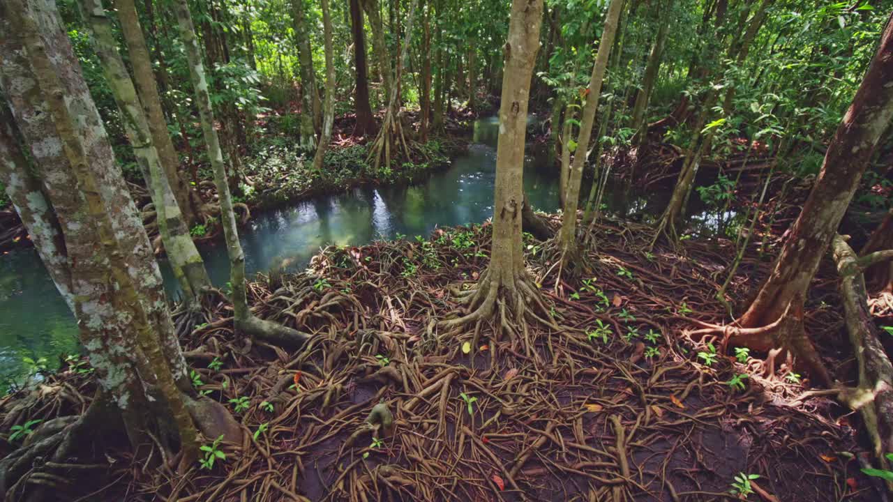 热带树木扎根在沼泽森林和清澈的水流运河在泰国甲米松南红树林湿地美丽的自然景观视频素材