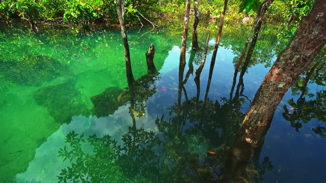 热带树木扎根在沼泽森林和清澈的水流运河在泰国甲米松南红树林湿地美丽的自然景观视频素材